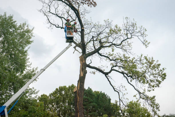 Tree Root Removal in Victorville, CA